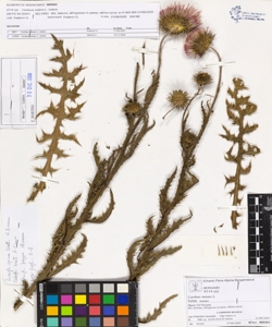 Carduus nutans L. subsp. nutans