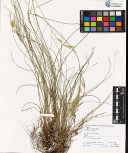 Bromus erectus Hudson