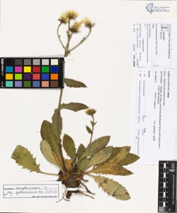 Hieracium pulmonarioides (Vill.) Zahn