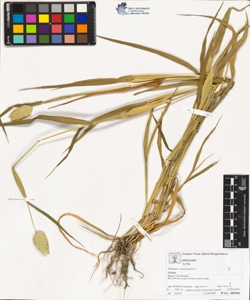 Phalaris canariens¿s L.