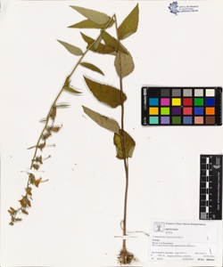 Campanula rapunculoides L.