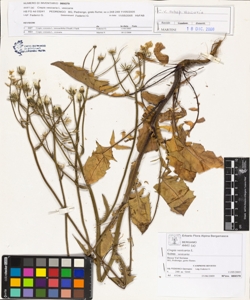 Crepis ves¿caria L. subsp. ves¿caria
