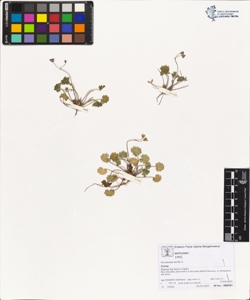 Geranium molle L.
