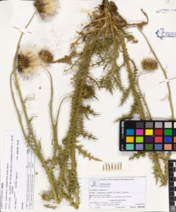 Carduus nutans L. subsp. platylepis (Rchb. & Saut.) Nyman