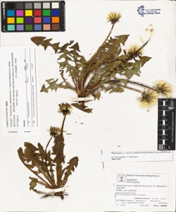 Taraxacum sect. ruderalia Kirschner, H. Ollgaard et Stepanek