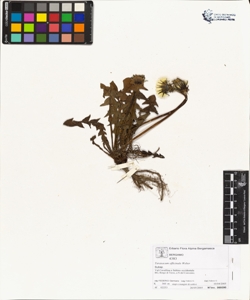 Taraxacum officinale (Aggr.)