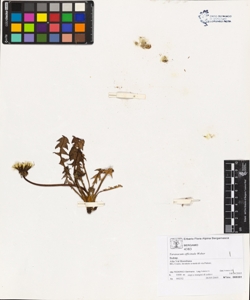 Taraxacum officinale (Aggr.)