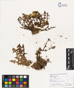 Taraxacum officinale (Aggr.)