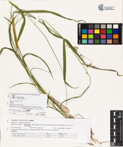 Melica picta Koch