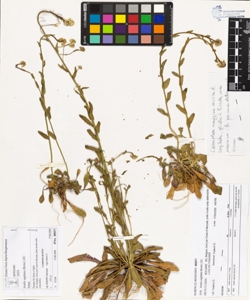 Arabis sagittata (Bertol.) DC.