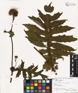 Cirs¿um montanum (W. et K.) Sprengel
