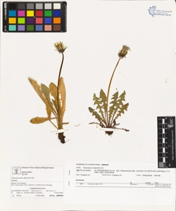 Taraxacum alpestre Dc.