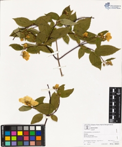 Philadelphus coronarius L.