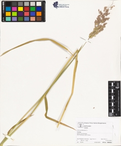 Holcus lanatus L.