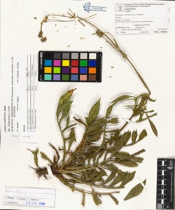 Knautia arvens¿s (L.) Coulter