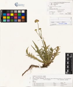 Knautia arvens¿s (L.) Coulter
