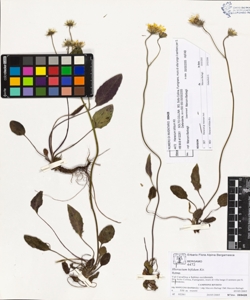 Hieracium bifidum Kit.