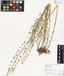 Thlaspi alliaceum L.