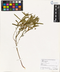 Euphorbia variabilis Cesati