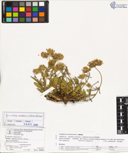 Anthyllis vulneraria L. subsp. baldens¿s (Kerner) Becker