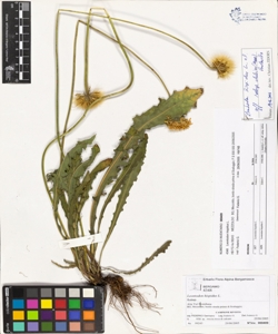 Leontodon hispidus L.