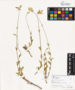 s¿lene vulgaris (Moench) Garcke