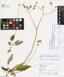 Hieracium tenuiflorum (A.-T.) Zahn