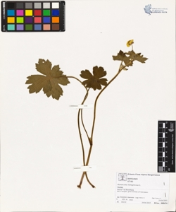 Ranunculus lanuginosus L.