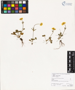 Ranunculus grenieranus Jordan