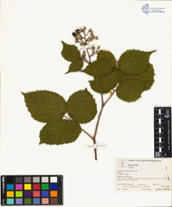 Rubus hirtus W.et K. (Agg.)