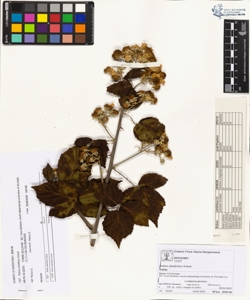 Rubus ulmifolius Schott