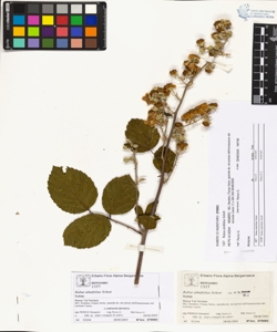 Rubus ulmifolius Schott