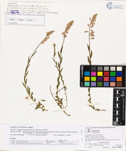 Polygala nicaeens¿s Risso subsp. mediterranea Chodat