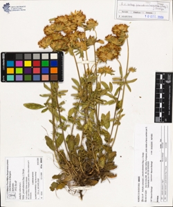 Anthyllis vulneraria L. subsp. pseudovulneraria (Sag.) J. Duvign.