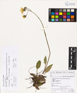 Hieracium bifidum Kit.