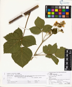 Rubi suberectigeni (Ser.)