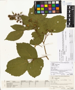 Rubus hirtus W.et K. (Agg.)