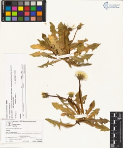 Taraxacum alpestre Dc.