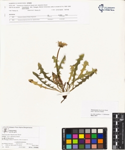 Taraxacum rhaeticum Soest