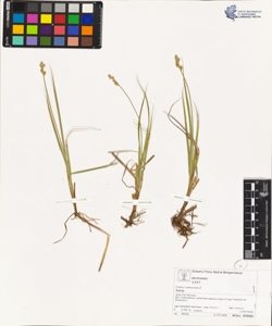 Carex canescens L.