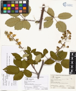 Rubus ulmifolius Schott