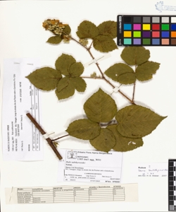 Rubi suberectigeni (Ser.)