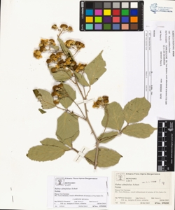 Rubus ulmifolius Schott