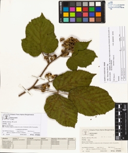 Rubus hirtus W.et K. (Agg.)