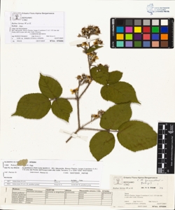 Rubus hirtus W.et K. (Agg.)