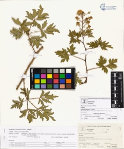 Rubus laciniatus Willd.