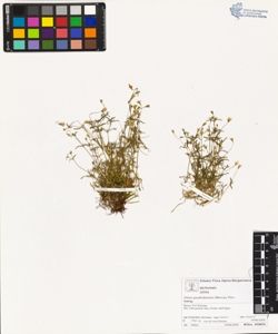 s¿lene quadridentata (Murray) Pers.