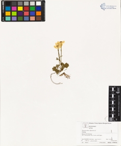 Ranunculus alpestris L.