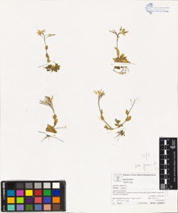 Arabis alpina L. subsp. alpina