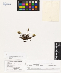 Taraxacum sect. erythrosperma (H. Lindb.) Dahlst.